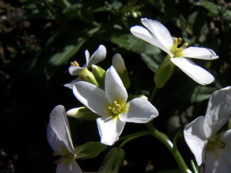 Arabis alpina subsp. caucasica / Arabetta del Caucaso
